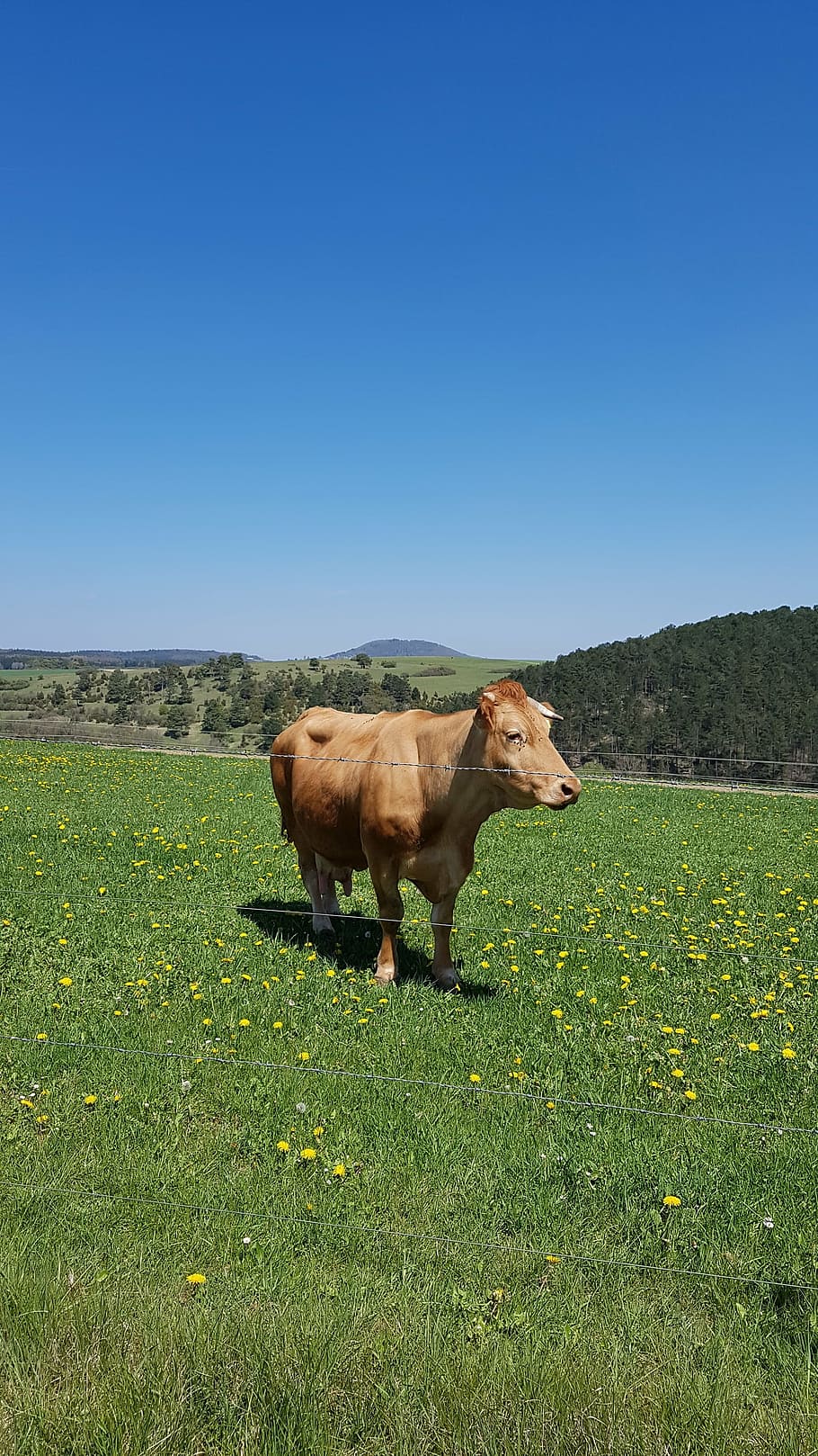 cow, pasture, cows, agriculture, cattle, farm, rural Scene HD wallpaper