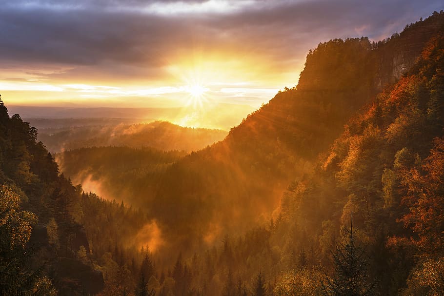 aerial photo of trees during golden hour, nature, landscape HD wallpaper