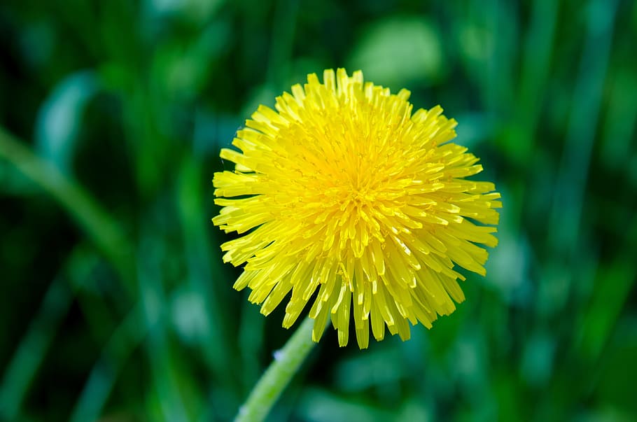 Dandelion, Flower, Spring, Greens, may, plant, yellow, bright HD wallpaper