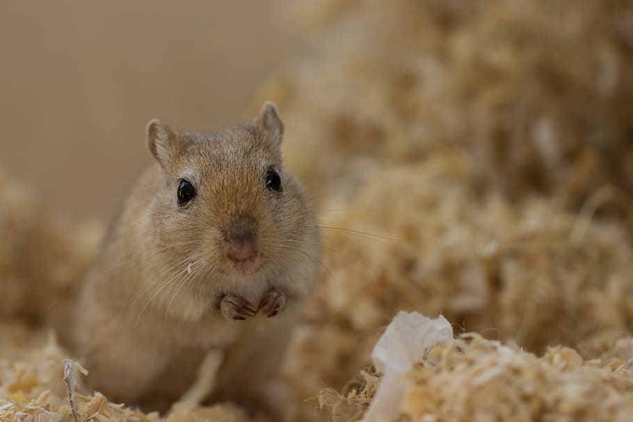 brown rodent, racing mouse, gerbil, nager, animal themes, one animal HD wallpaper