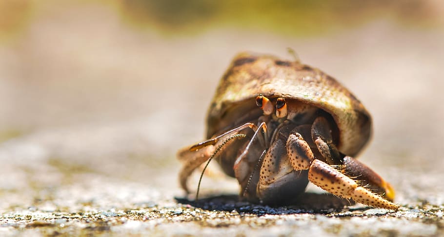 shallow focus photography of brown and gold hermit crab during daytime