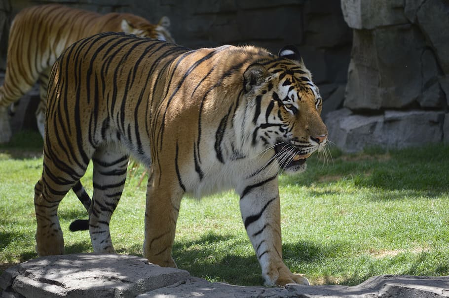 tiger, stopped, zoo, animal themes, animal wildlife, animals in the wild HD wallpaper