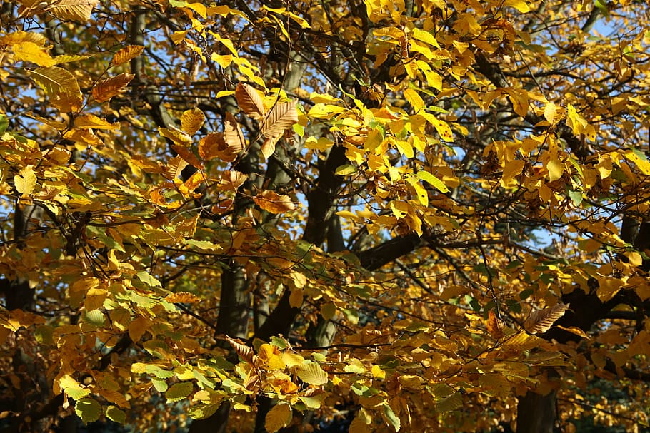 fall, leaves, colors, nature, autumn leaves, maple leaves, tree HD wallpaper