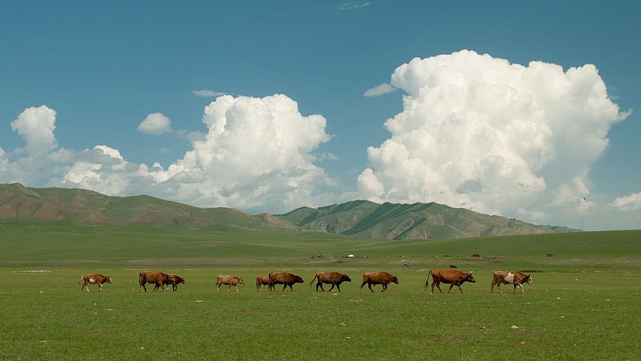 landscape, clouds, sky, nature, meadow, grass, animal, mountain HD wallpaper