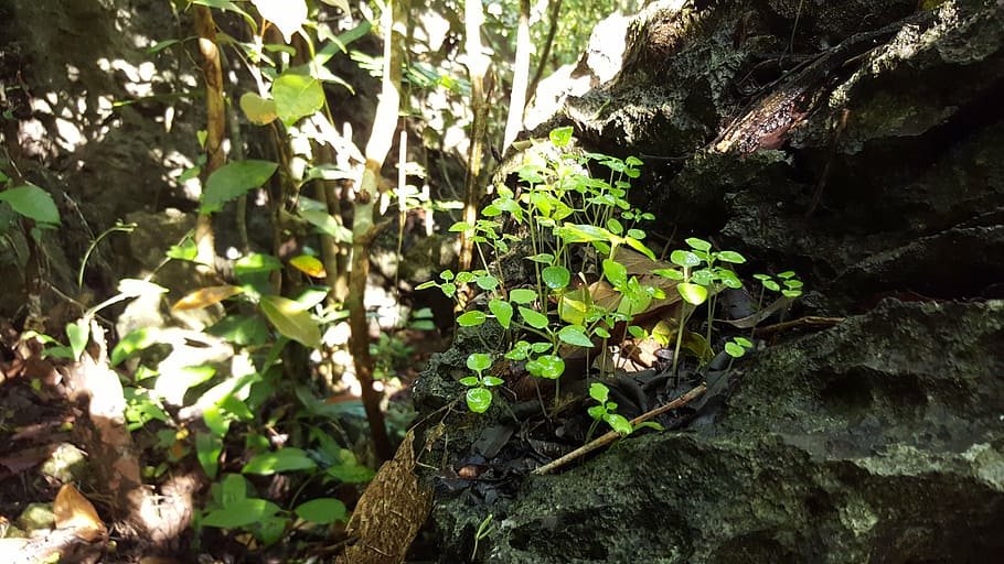 forest, nature, sprouts, plant, outdoors, growth, leaf, tree HD wallpaper