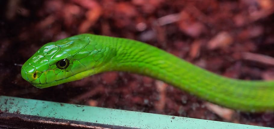 green snake in closeup photography, green mamba, toxic, dangerous