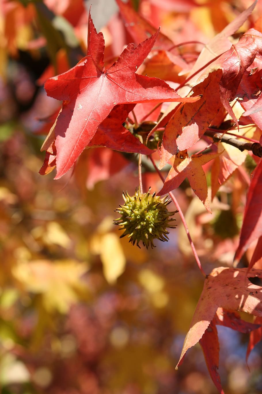 Leaf, Red, Park, Nature, Green, autumn, leaves, foliage, colors HD wallpaper