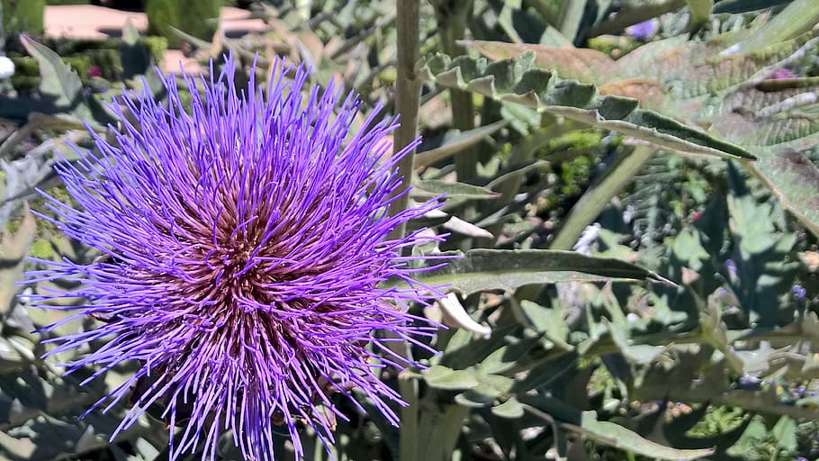 flower, thistle, spines, purple, nature, dune thistle, spring HD wallpaper