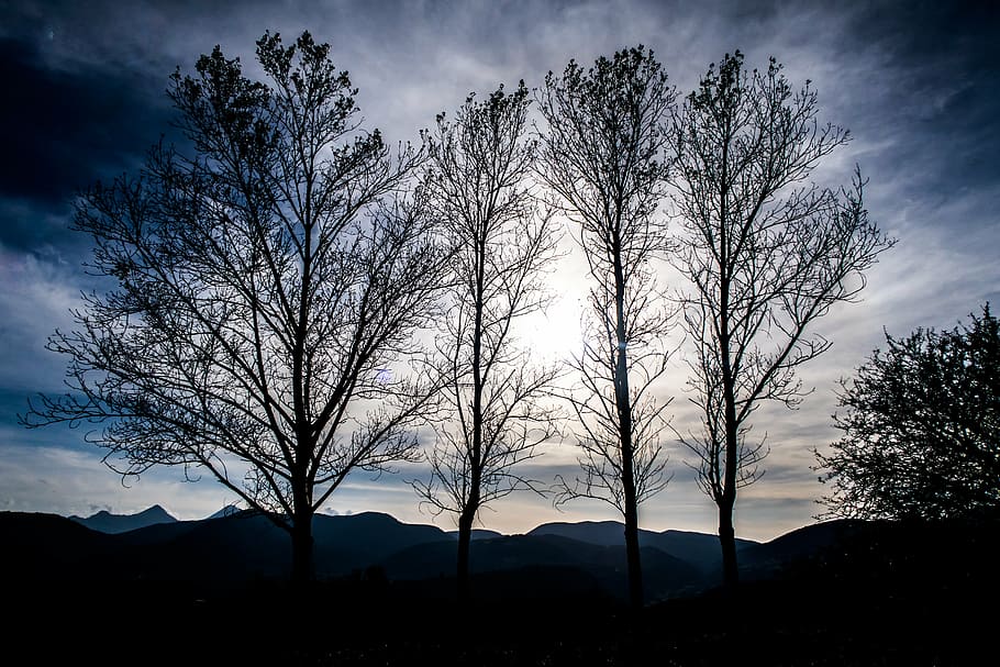 bare trees, photo, mountain, highland, plant, nature, landscape HD wallpaper