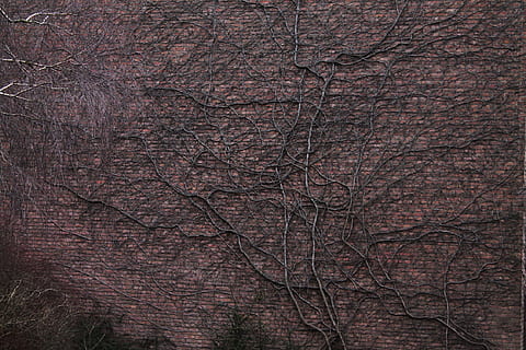 brown roots on brown wall, tree roots, entwine, facade, background HD wallpaper