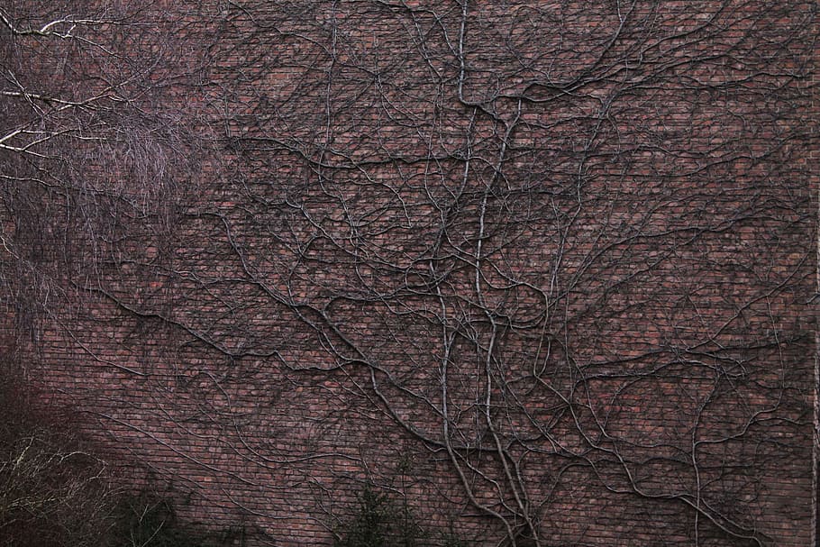 brown roots on brown wall, tree roots, entwine, facade, background HD wallpaper
