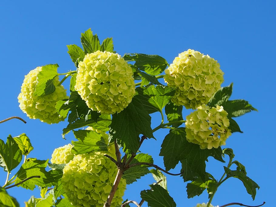 snow ball, blue sky, spring, bush, ornamental, real snow ball HD wallpaper