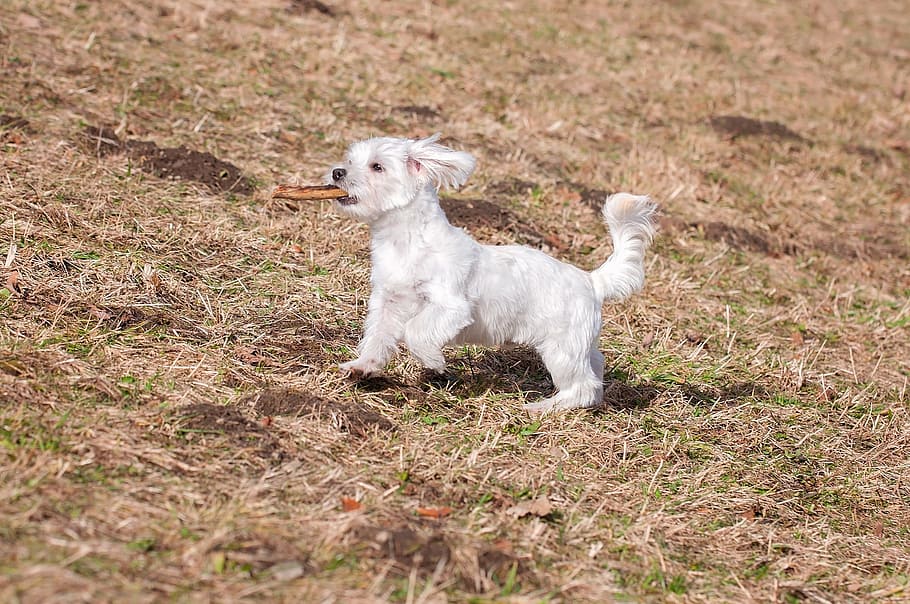dog, young dog, maltese, white, small dog, sweet, animal, pet, HD wallpaper