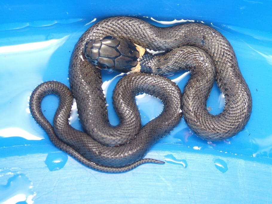snake, nature, animal, animal themes, animal wildlife, blue HD wallpaper