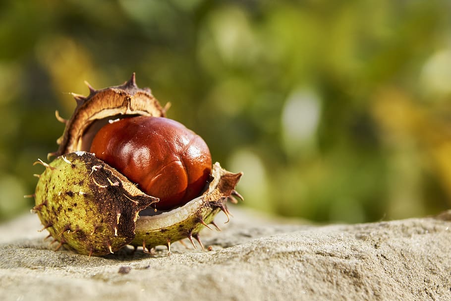 selective focus of green fruit, autumn, chestnut, open, nature, HD wallpaper