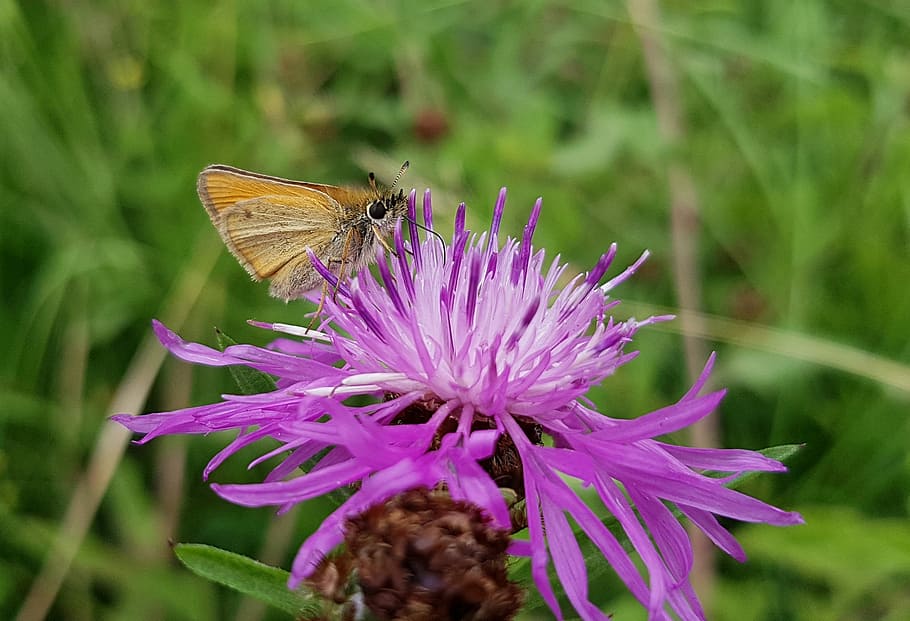 Butterfly, Small Skipper, nature, insect, flight insect, summer HD wallpaper