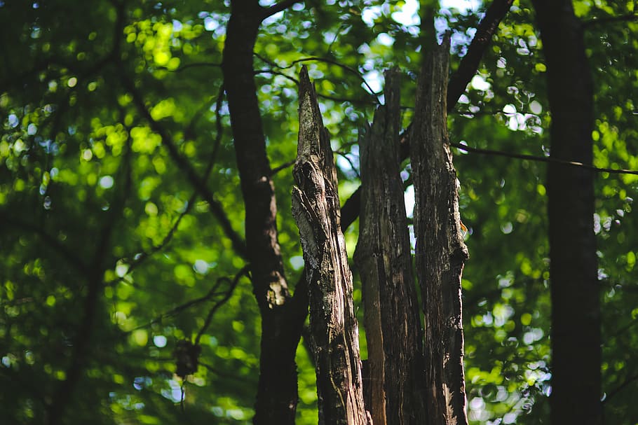 dead, old, tree, forest, woods, bark, green, sick, nature, leaf HD wallpaper