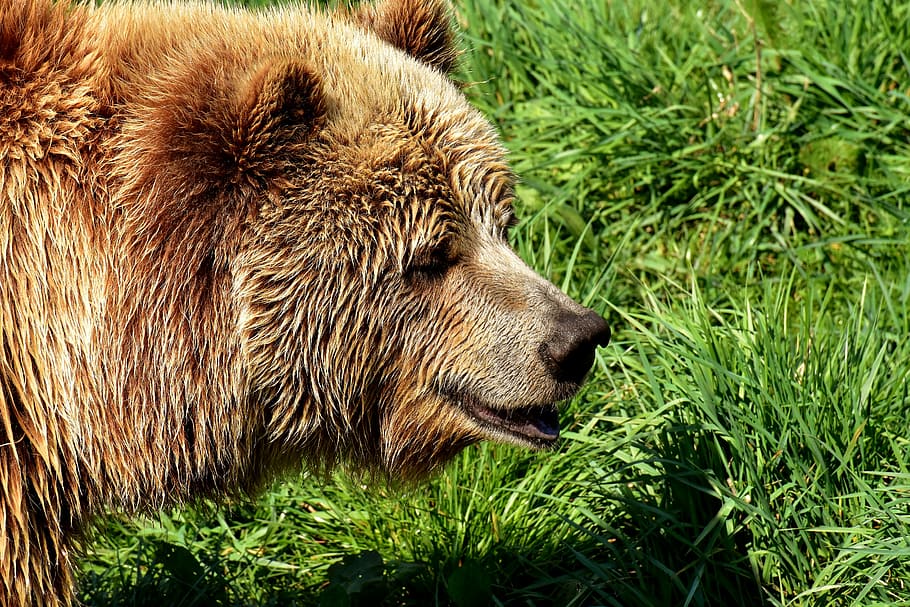 closeup photo of brown bear, european brown bear, bright coat, HD wallpaper