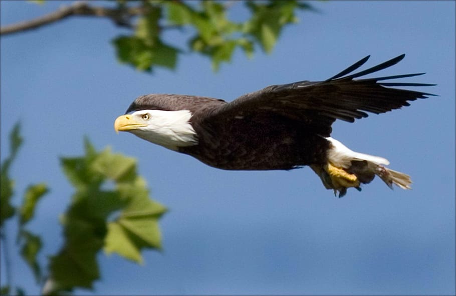 black and white bald eagle, flying, raptor, bird, nature, wild HD wallpaper