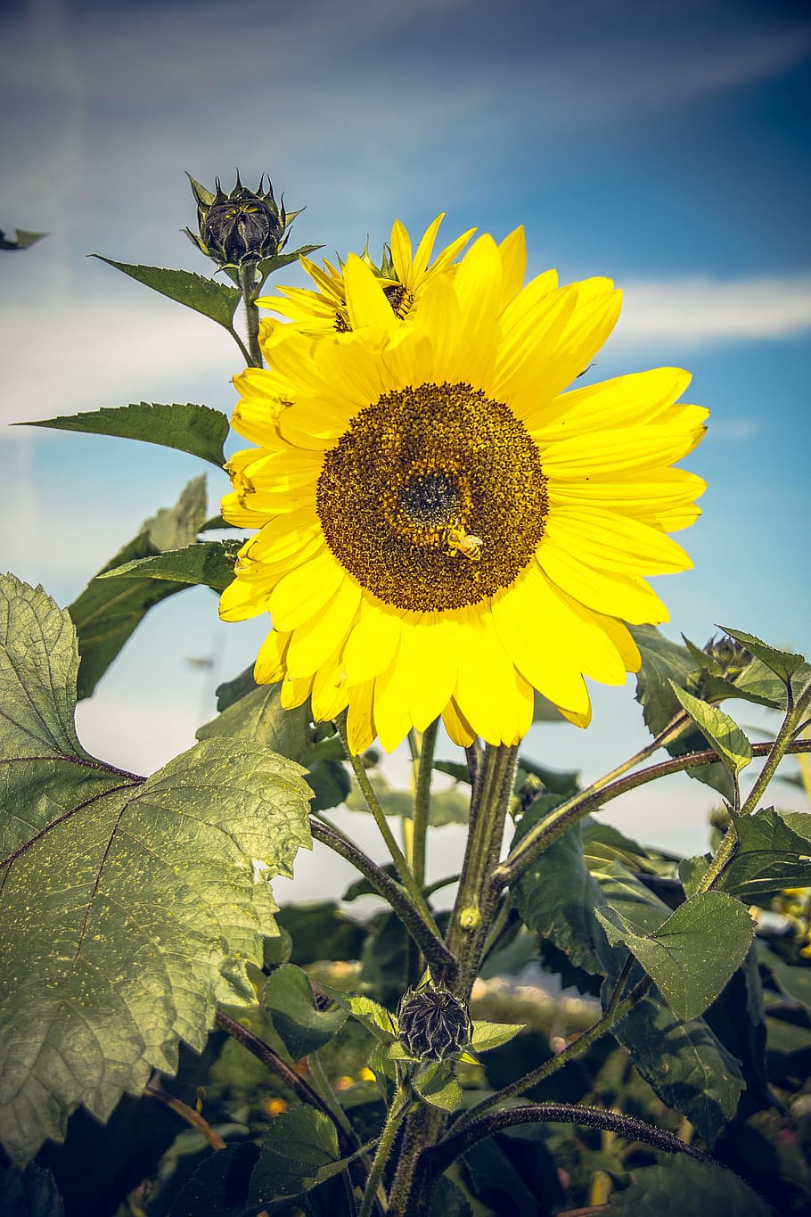 Sun Flower, Blossom, Bloom, Close, yellow, helianthus, asteraceae HD wallpaper
