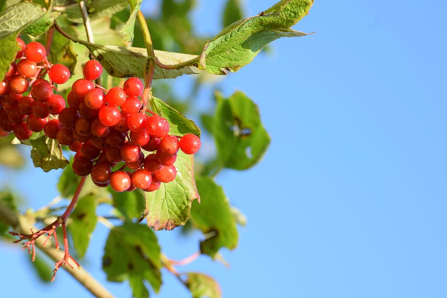 fruit, nature, sheet, branch, food, color, food and drink, growth HD wallpaper