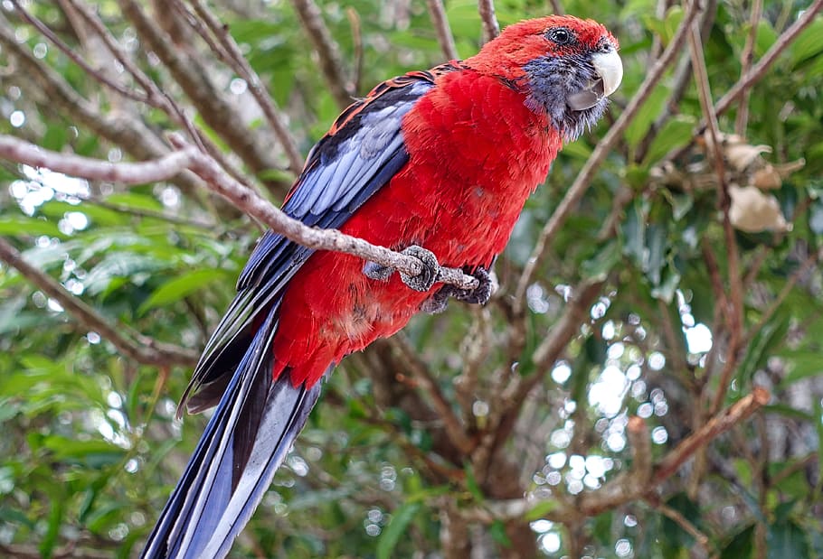 Parrot, Red, Bird, Exotic, Wildlife, natural, fauna, vivid HD wallpaper