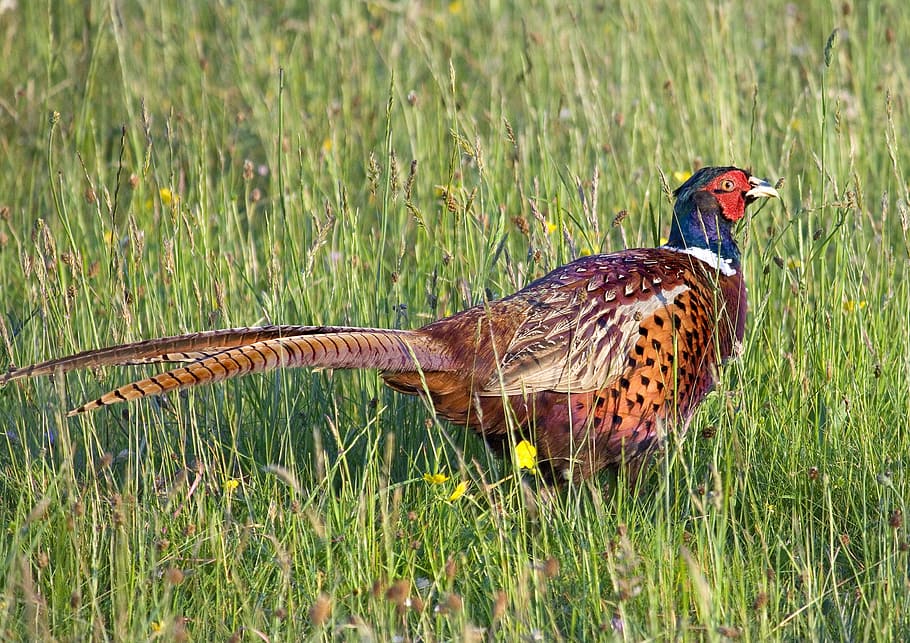 brown and black bird on green grass field, pheasant, game, animal HD wallpaper