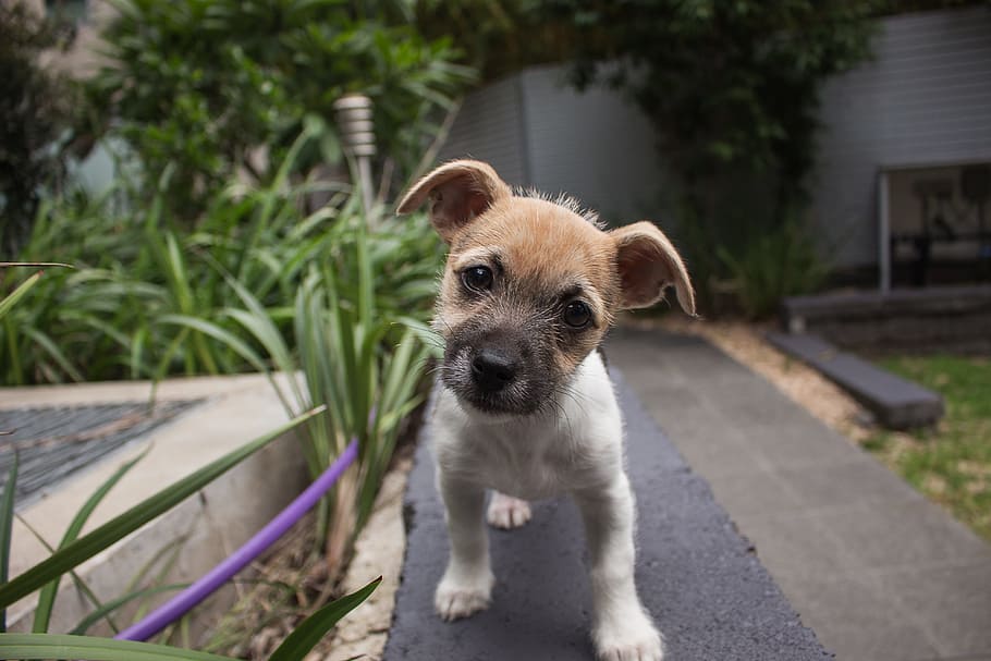 white and brown puppy near green plant during daytime, dog HD wallpaper