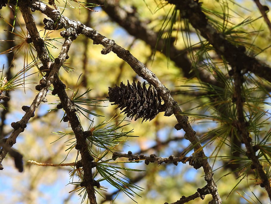 cone, branches, pine, plant, tree, growth, focus on foreground HD wallpaper