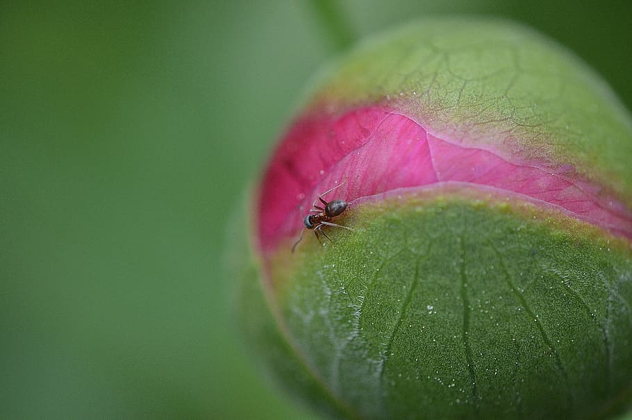 peony, bud, plant, flower, nature, garden, spring, close-up HD wallpaper