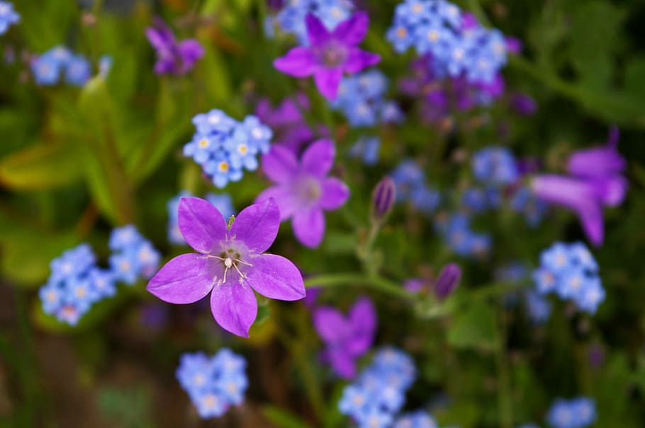 purple campanula flowers and forget-me-not flowers closeup photography HD wallpaper