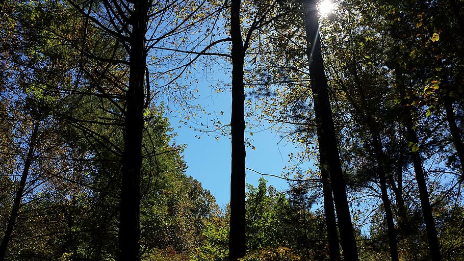 forest, trees, green, sky, blue, nature, natural, landscape HD wallpaper