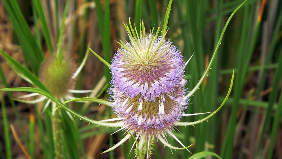 plants, thistle, weed, meadow, blooming, nature, closeup, flowering plant HD wallpaper