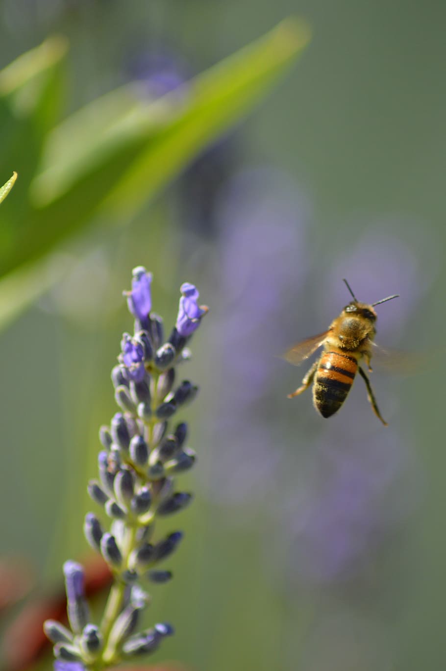 bee, flower, insects, flight, bourdon, flowering plant, beauty in nature, HD wallpaper