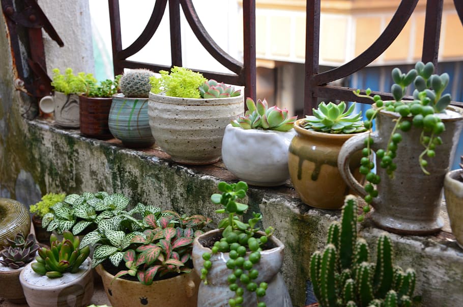 terrarium, tree, pottery, growth, plant, potted plant, nature HD wallpaper