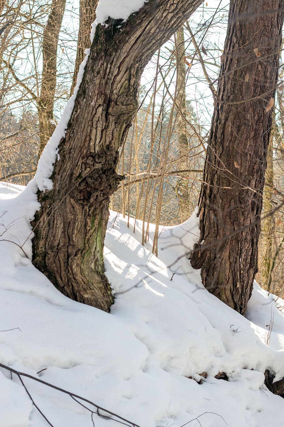 Pine, Snow, Winter, Ravine, Relief, sunset, frost, trees, nature HD wallpaper