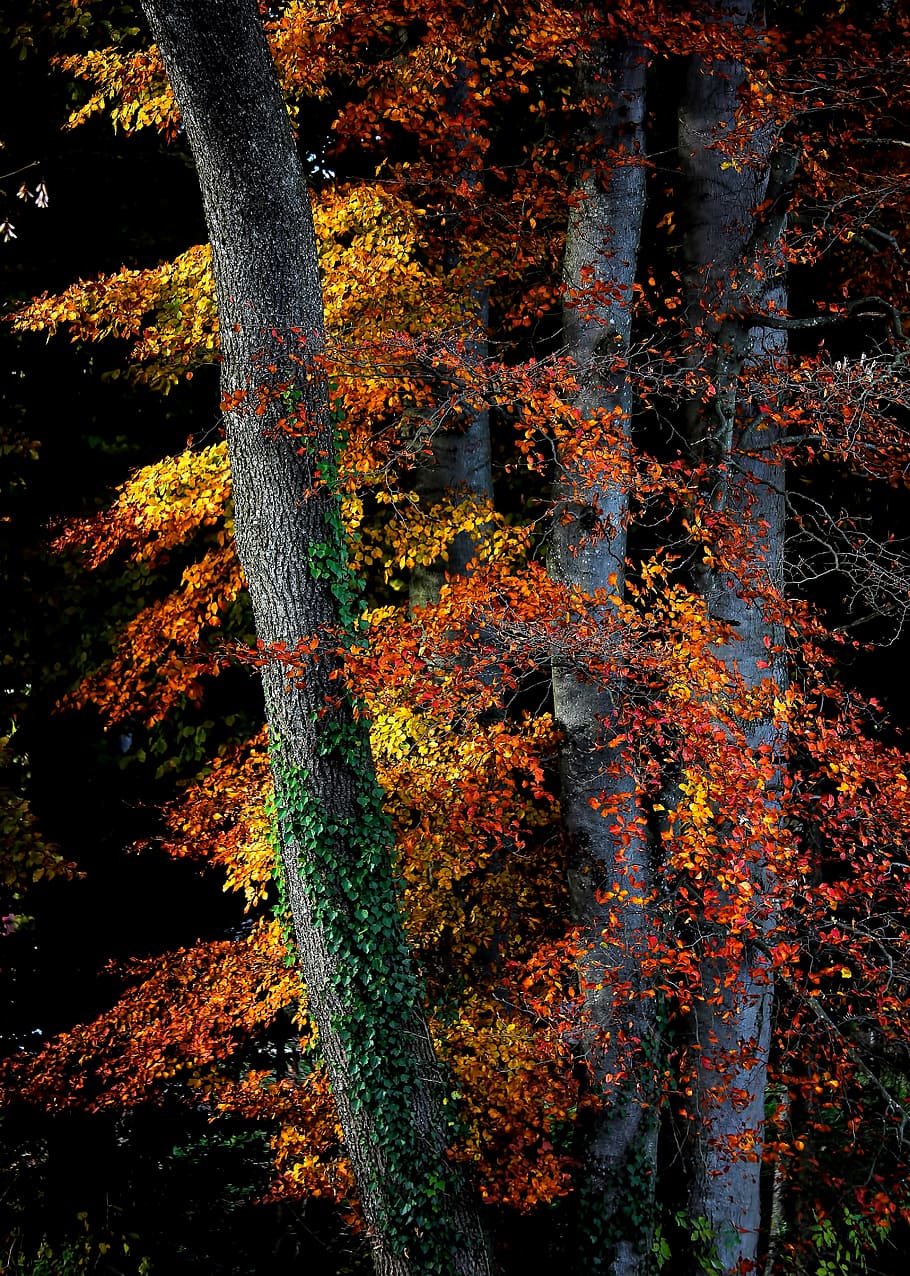 close-up photography o brown leafed trees at daytime, orange leafed trees HD wallpaper