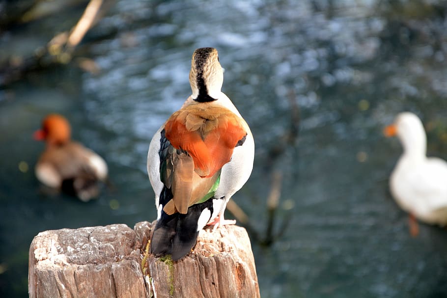 HD wallpaper: duck, back side, colourful, feathered bird, animal