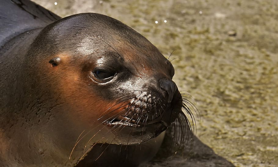 black seal, sea lion, water, robbe, meeresbewohner, animal, nature