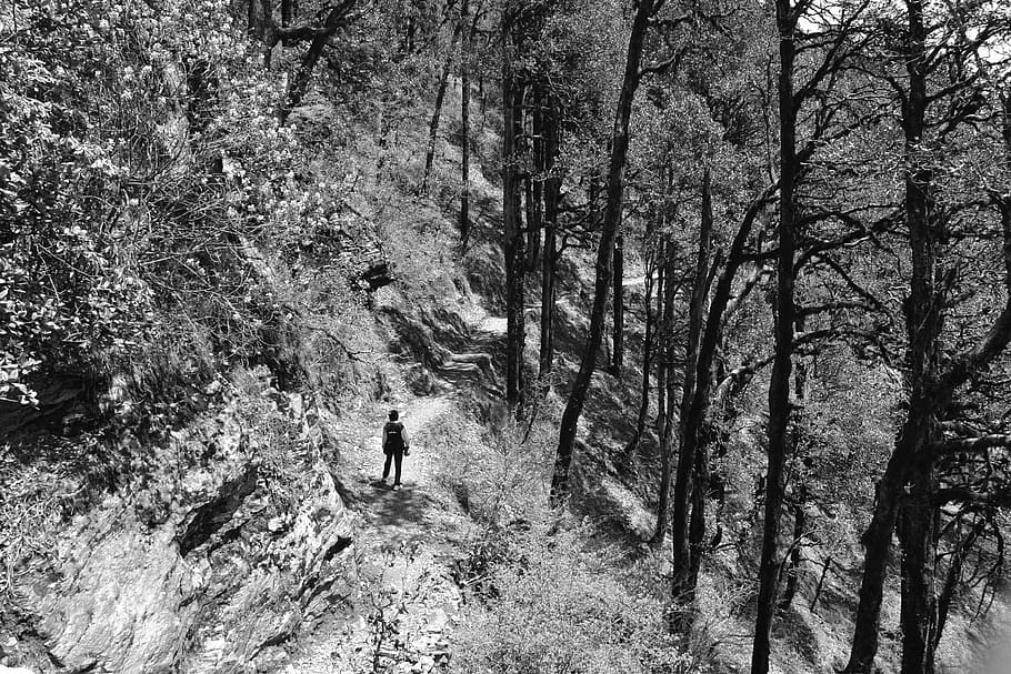 hiking, trail, forest, trees, nature, black and white, plant HD wallpaper