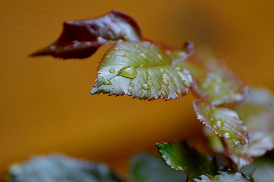 rosenblatt, rain, drip, wet, water, raindrop, drop of water HD wallpaper