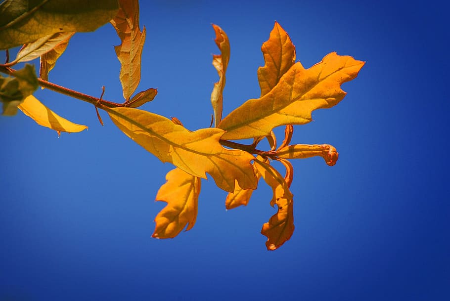 leaves, tree, nature, flying, autumn, yellow, blue, sky, leaf HD wallpaper