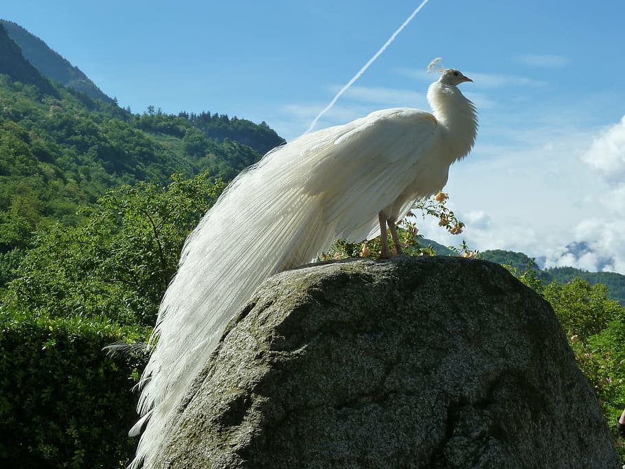 photo of white peacock standing on rock, bird, animal, plumage