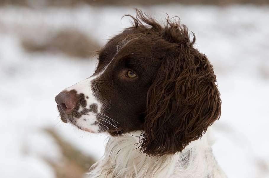 long-coated white and brown dog, spaniel, portrait, one animal HD wallpaper