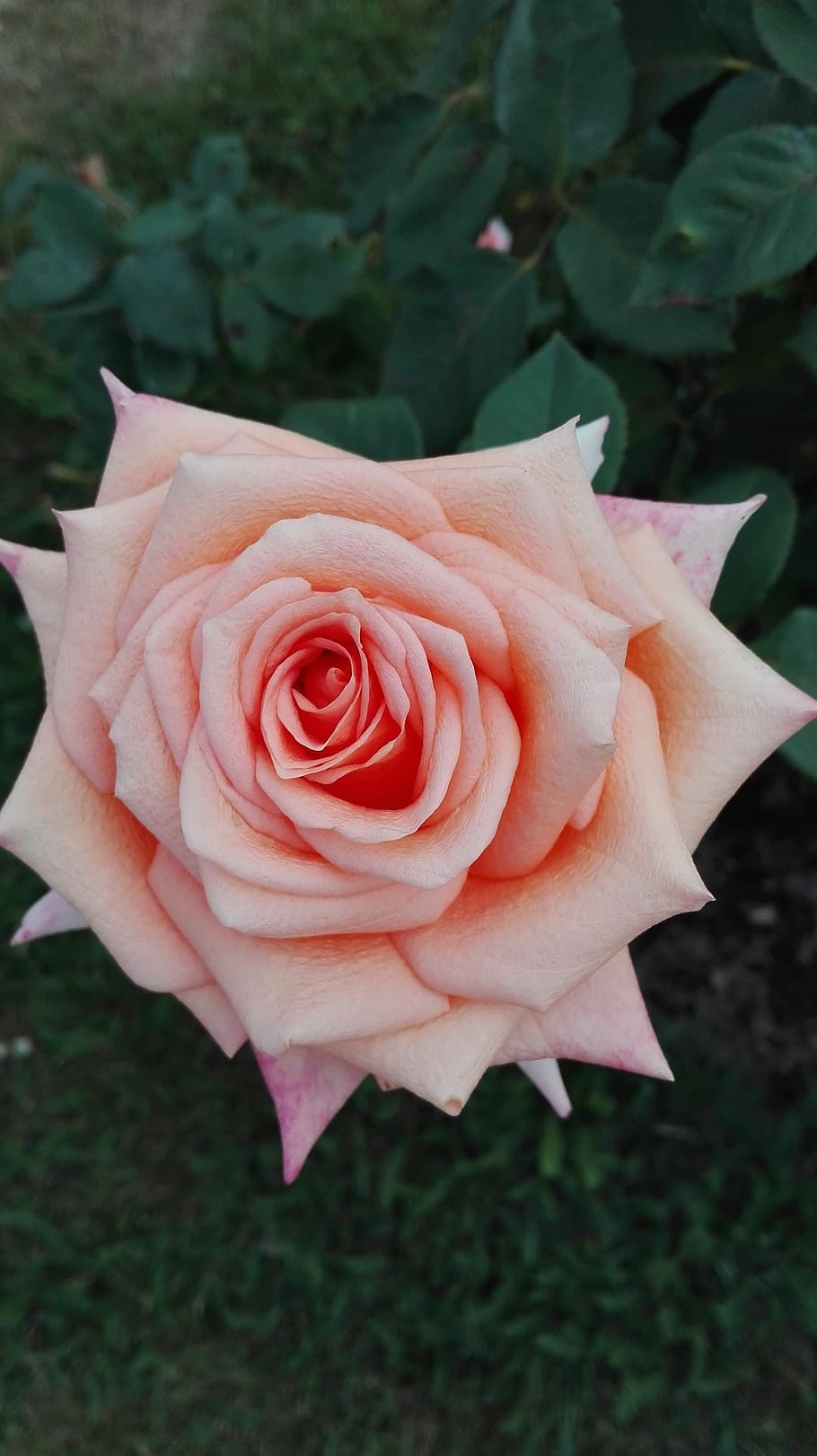 Flowers, Nature, rose, rose - Flower, petal, plant, summer HD wallpaper