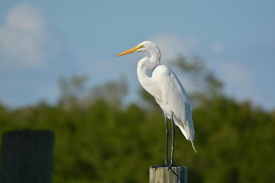 white bird, egret, rest, piling, post, nature, water, wildlife