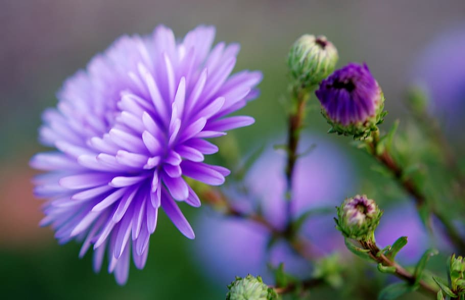 purple chrysanthemums in bloom at daytime, lilac, flower, nature HD wallpaper