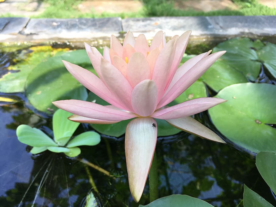 flora, leaf, nature, flower, garden, pool, tropical, summer HD wallpaper