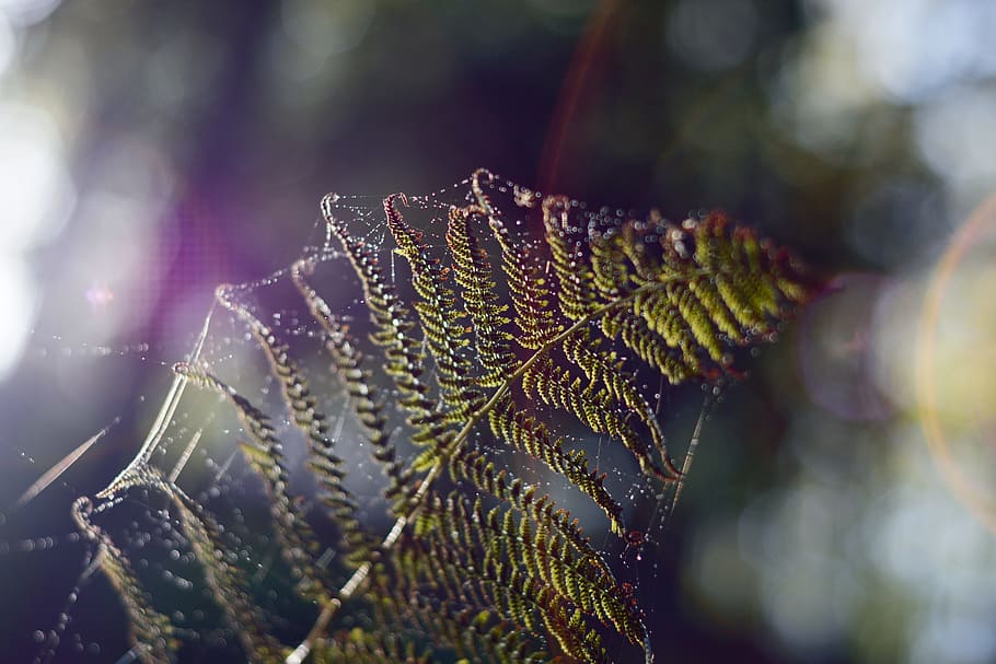 bokeh photography of fern l, web, spectrum, prism, nature, green