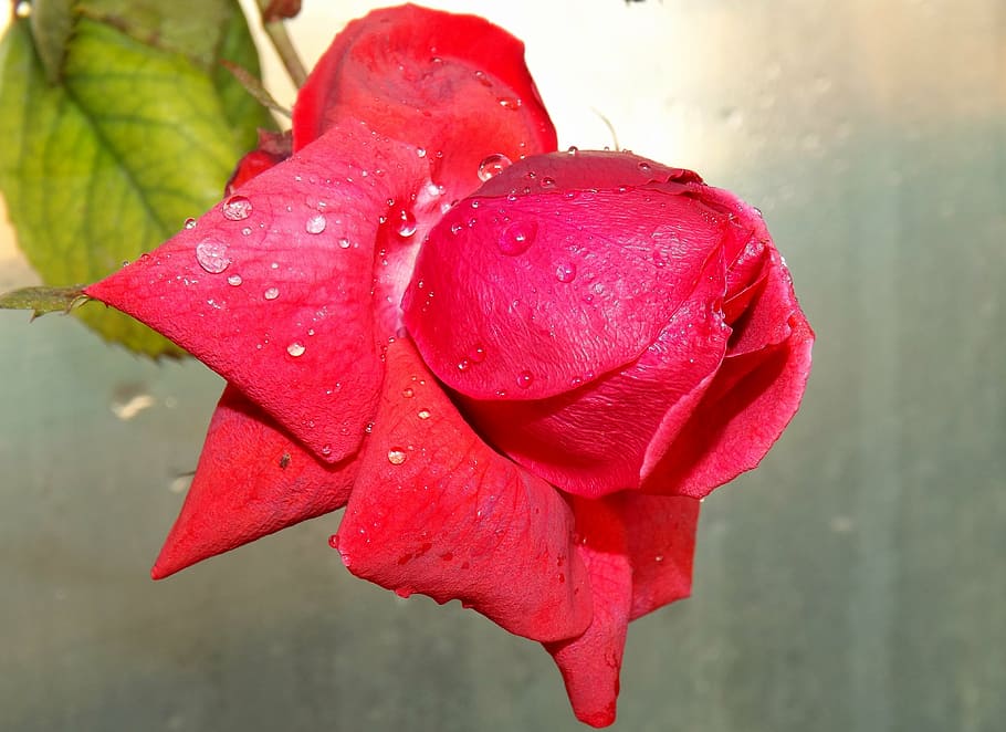 rose, red, dew, flower, petals, drops, water, wet, plant, freshness HD wallpaper